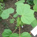 Hibiscus sp. (Bresil Laurent)